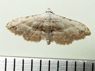 Araeopteron amoenum