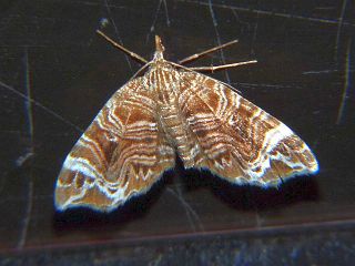 Lobogonodes multistriata