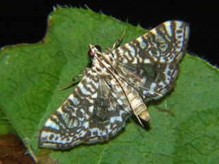 Glyphodes sp.