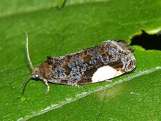 Hedya dimidiana