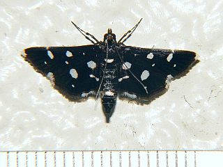 Bocchoris inspersalis