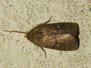Athetis lineosa