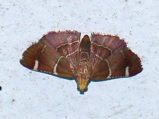 Pyralis albiguttata