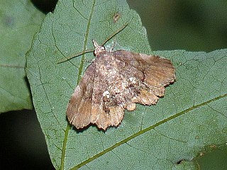 Pangrapta umbrosa