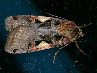 Xestia c-nigrum