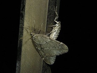 Alsophila japonensis