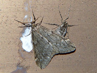 Alsophila japonensis