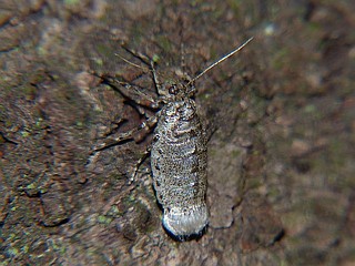 Alsophila japonensis
