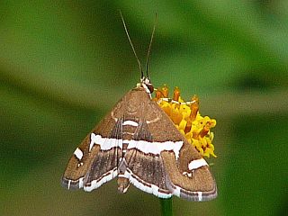 Spoladea recurvalis
