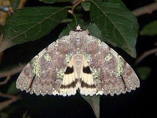 Catocala nivea nivea