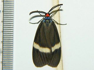 Neochalcosia remota