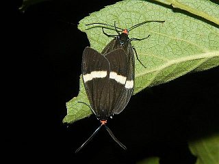 Neochalcosia remota