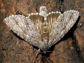 Hylonycta hercules
