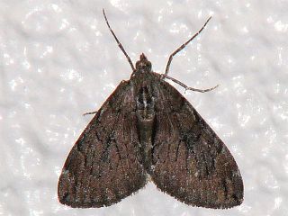 Heterothera postalbida
