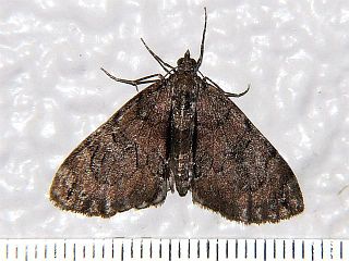 Heterothera postalbida