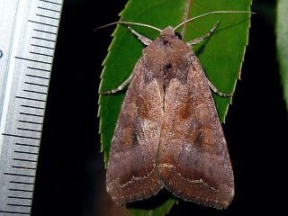 Sarcopolia illoba