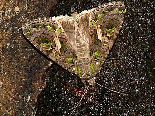 Trachea atriplicis gnoma