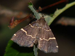 Bertula spacoalis