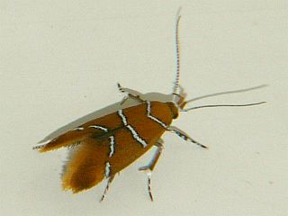 Promalactis enopisema