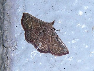Corgatha dictaria