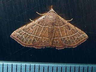 Corgatha dictaria
