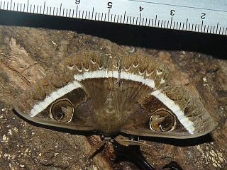Metopta rectifasciata