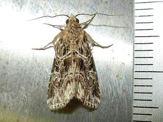 Callopistria albolineola