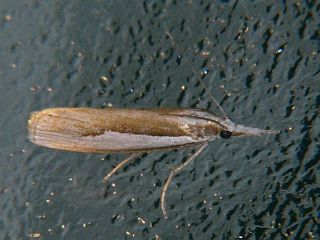 Crambus argyrophorus