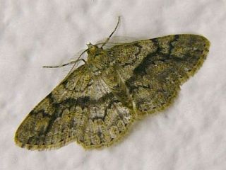 Cleora leucophaea