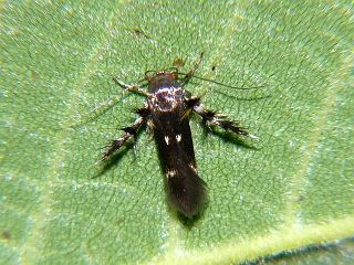 Atrijuglans hetaohei