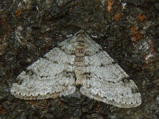 Phigalia verecundaria
