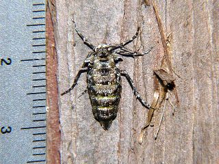 Phigalia verecundaria