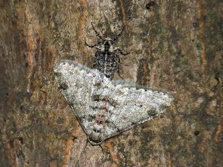 Phigalia verecundaria