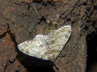 Phigalia verecundaria
