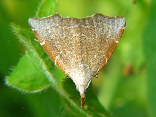 Ectogonia butleri