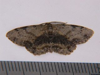 Plesiomorpha flaviceps
