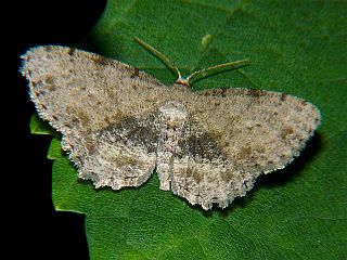 Plesiomorpha flaviceps