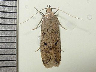 Gelechia acanthopis