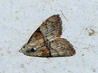 Manoba fasciatus