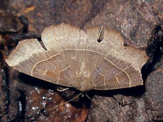 Arytrura musculus