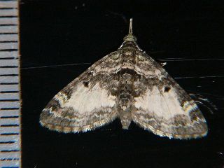 Chloroclystis excisa