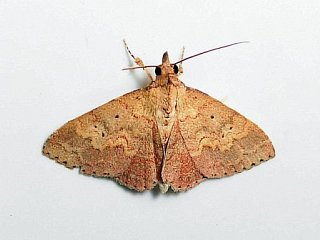 Sarcopteron fasciatum