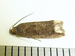 Epiblema sugii