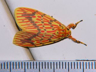 Barsine striata striata