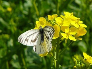 Pieris melete