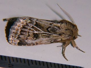 Spodoptera depravata