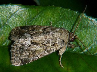 Spodoptera depravata