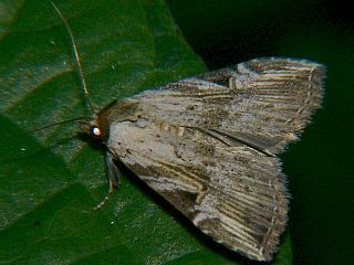 Microxyla confusa