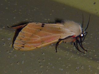 Spilarctia seriatopunctata seriatopunctata