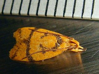 Periacma delegata